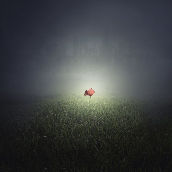 Цветы одиночки