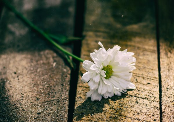 Одинокие растения