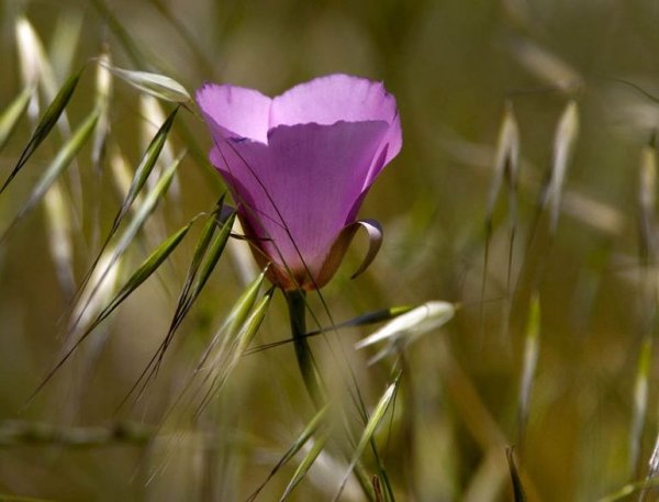 Нежный одинокий цветок
