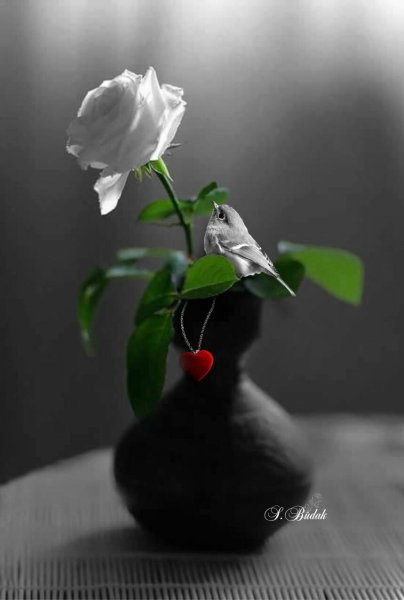 Цветок одиночества