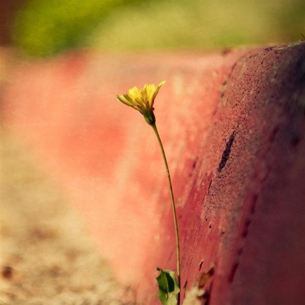 Скамейка роза