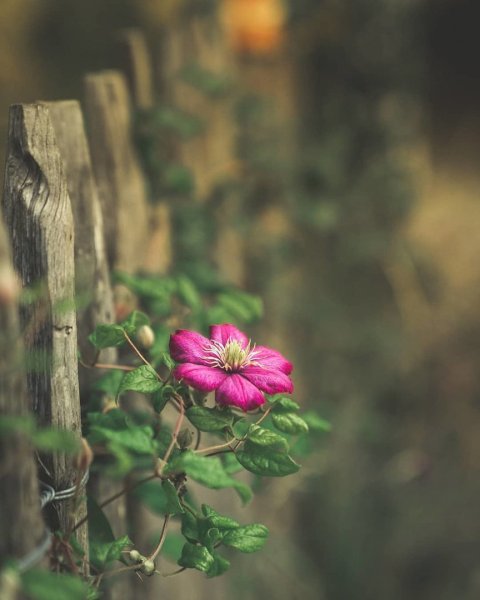 Одинокий цветок