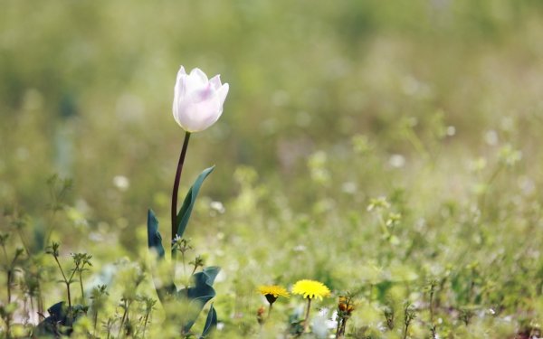 Одинокий цветок