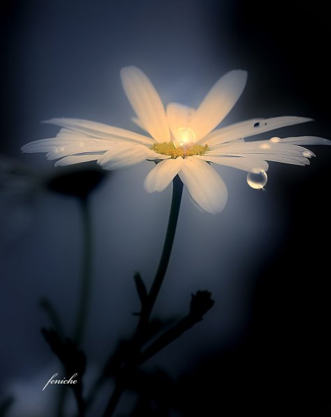 Одинокий колокольчик