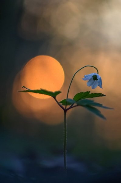 Одинокий цветочек