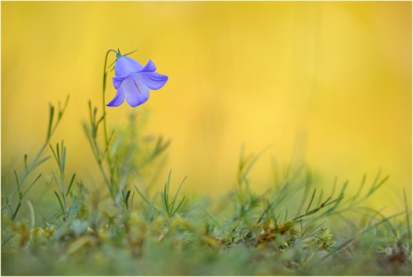 Одинокий цветок на окне