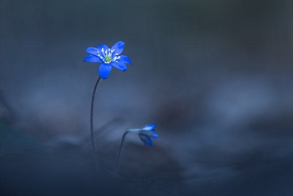 Поникший цветок