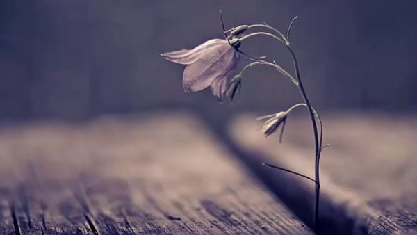 Природа макро желтый