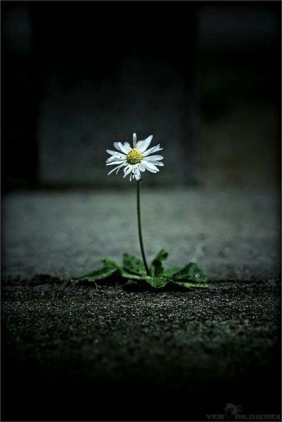 Красивый одинокий цветок