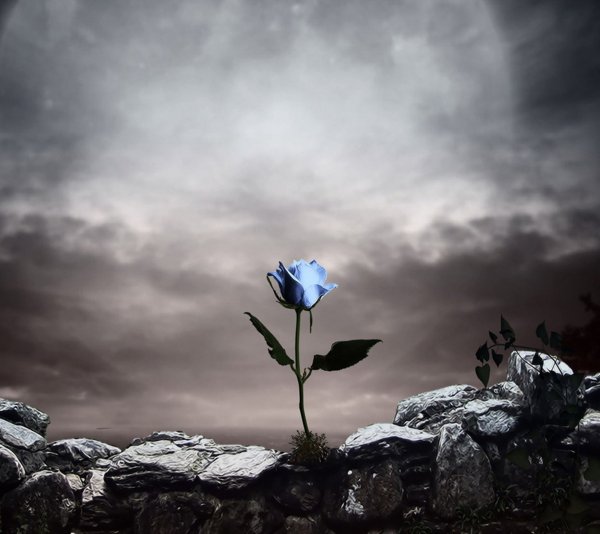 Одинокий цветок