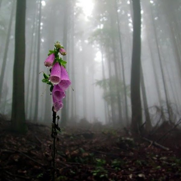 Цветок одиночества