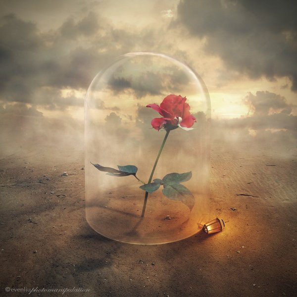 Одинокая Ромашка