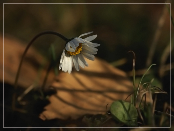 Цветы под дождем