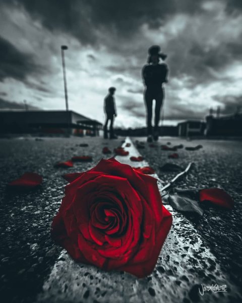 Цветок среди камней