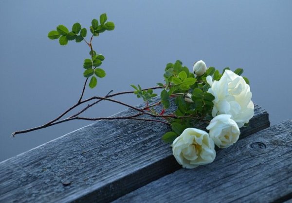 Цветок среди