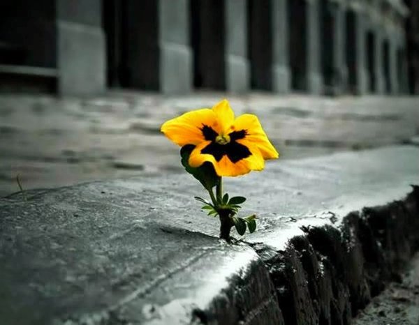 Грустный одинокий цветок