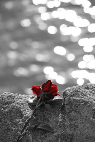 Одинокий цветок