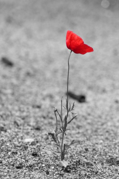 Одинокий цветок