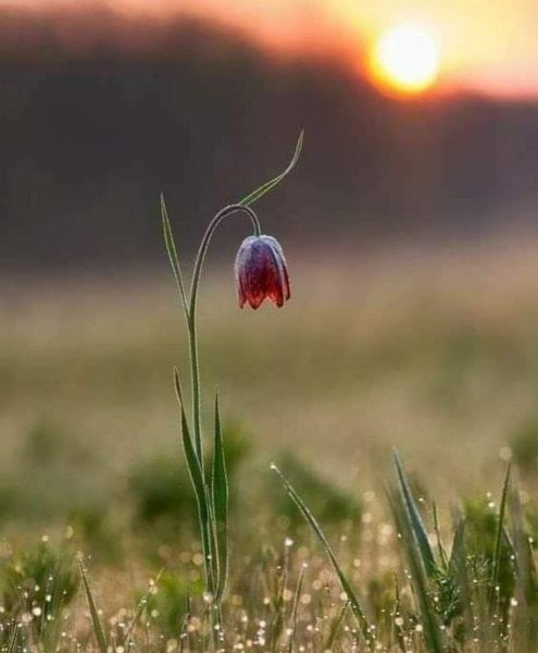 Тюльпаны в траве