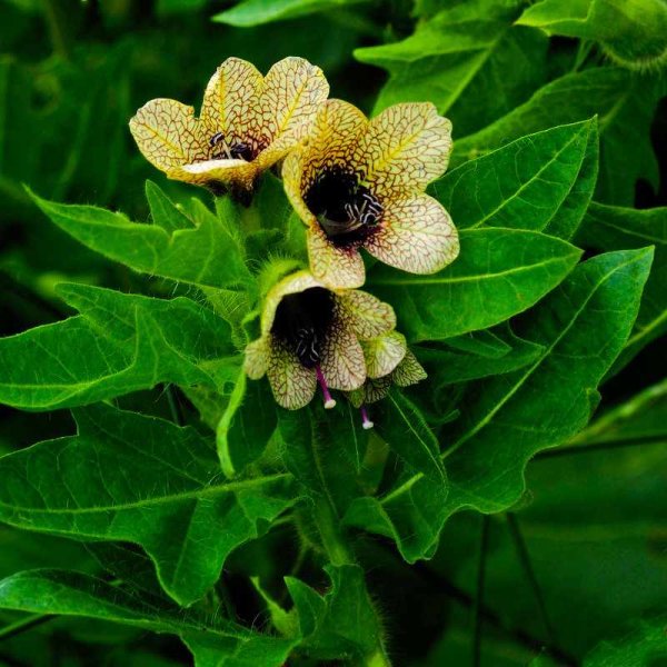 Белена (Hyoscyamus)