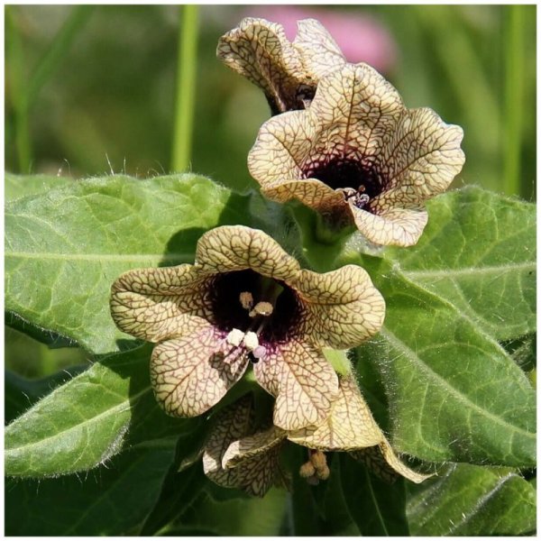 Белена черная (Hyoscýamus Níger)