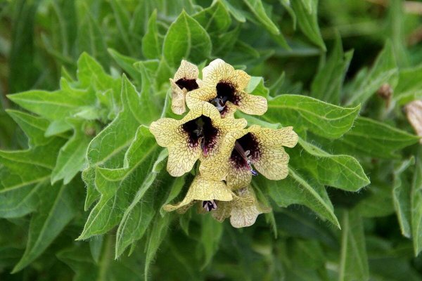 Белена чёрная