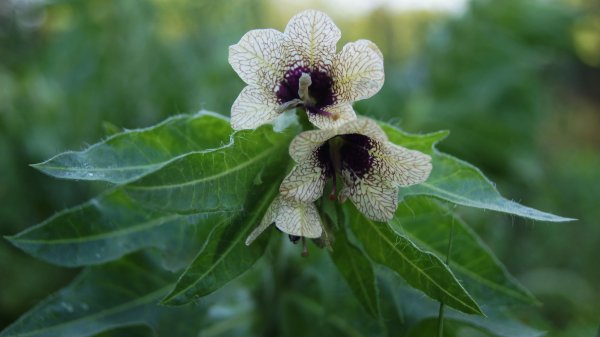 Белена черная (Hyoscýamus Níger)