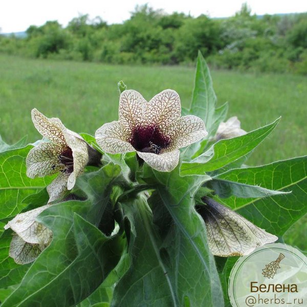 Hyoscyamus. Гиосциамус (белена).