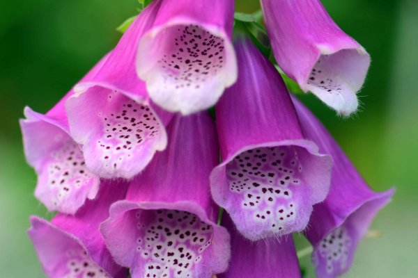 Наперстянка пурпурная ядовитая