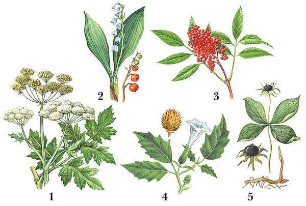 Вороний глаз борщевик