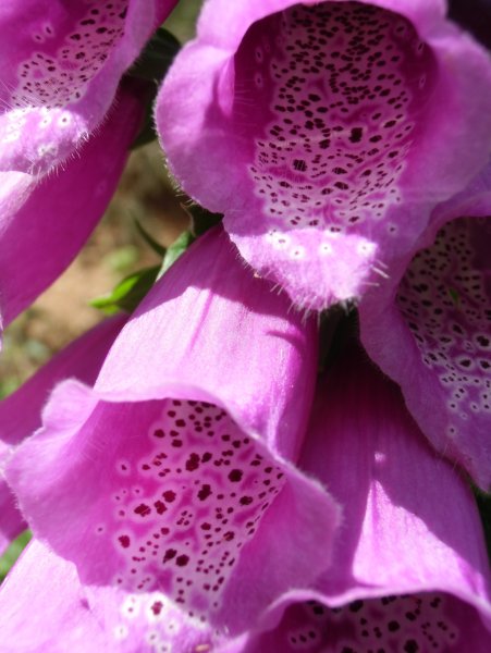 Наперстянка (Лютик)