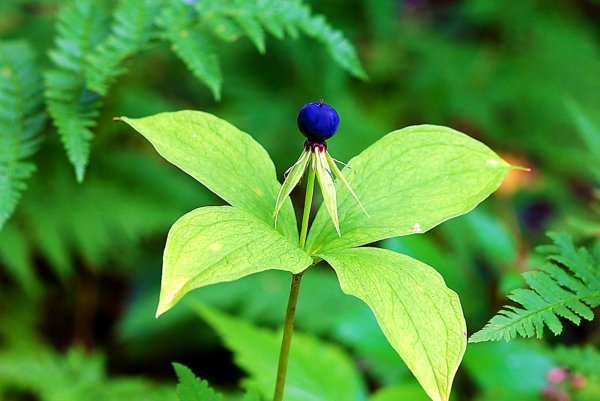 Вороний глаз ягода