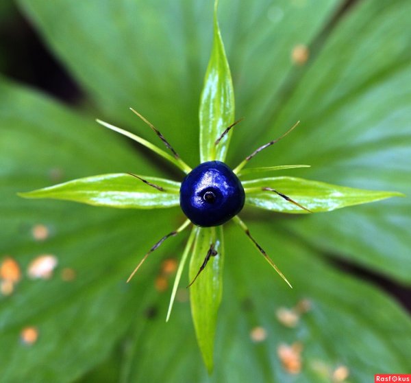 Вороний глаз