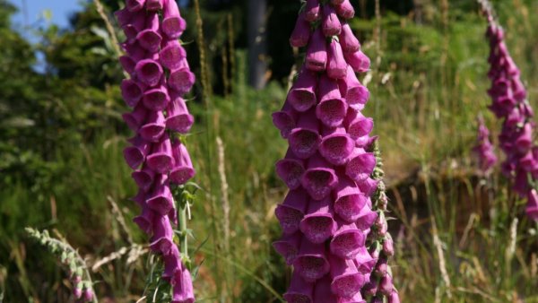 Наперстянка пурпуровая (digitalis purpurea)