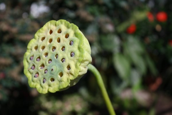 Необычные растения