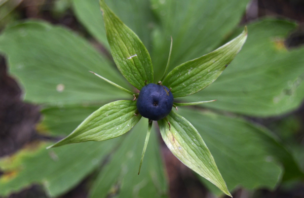 Вороний глаз ягода