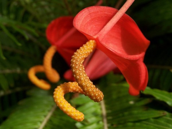 Ядовитые цветочки