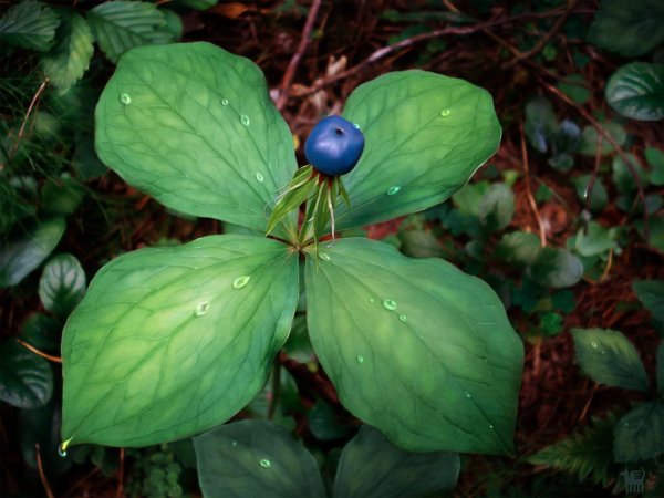 Вороний глаз ягода