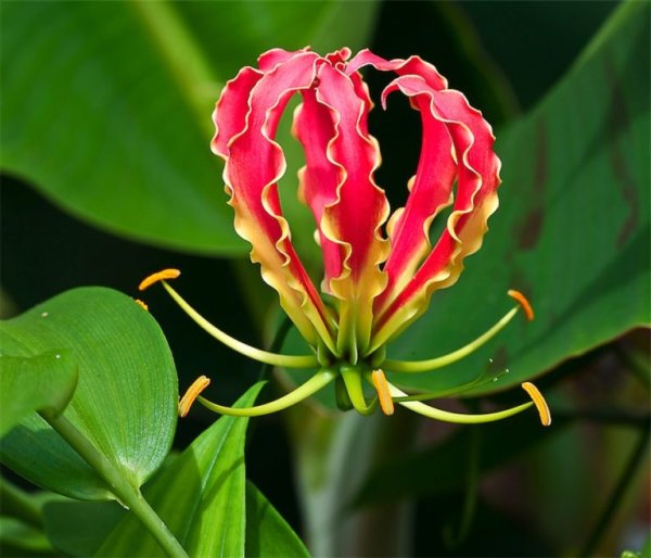 Глориоза роскошная