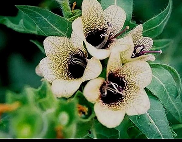 Красавка белладонна цветок