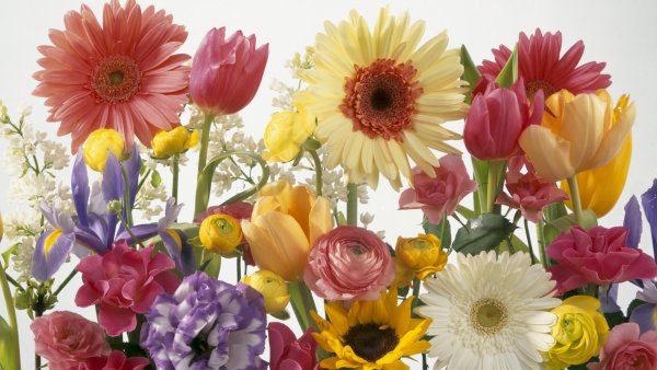 Многообразие цветов