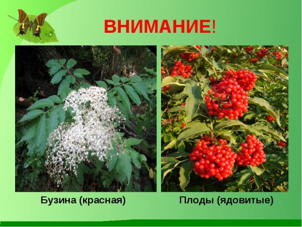 Бузина красная ядовитая