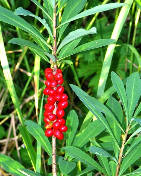 Дафна Волчеягодник