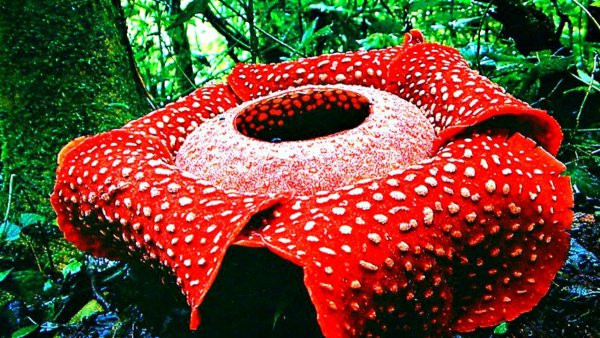 Раффлезия Арнольди