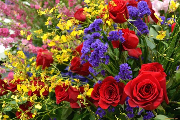 Цветы разные красивые