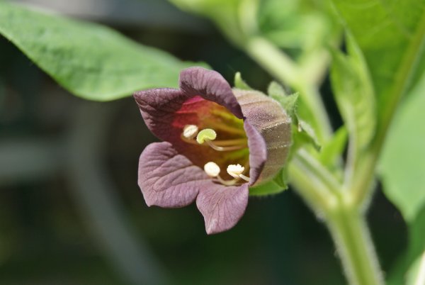 Красавка белладонна Atropa Belladonna