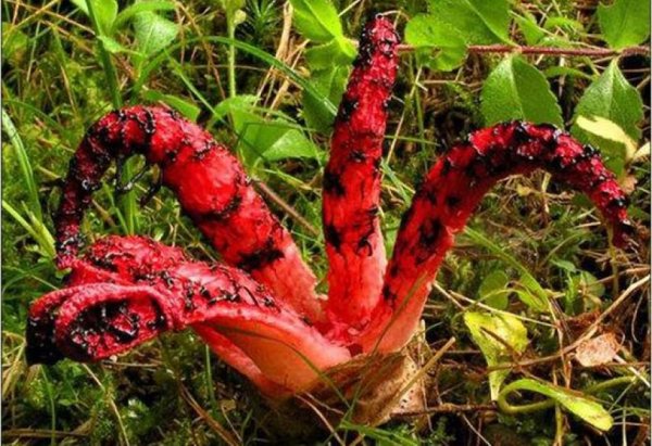 Смердящий Рог осьминога и морской гриб анемон