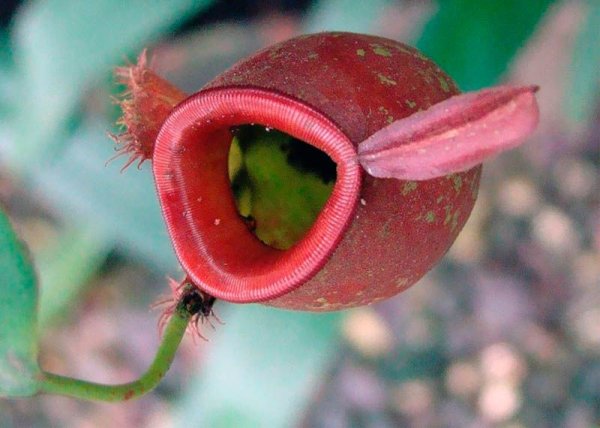 Хищный цветок бутон