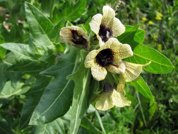 Белена чёрная