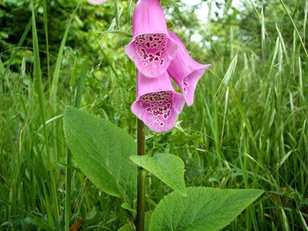 Дигиталис наперстянка яд